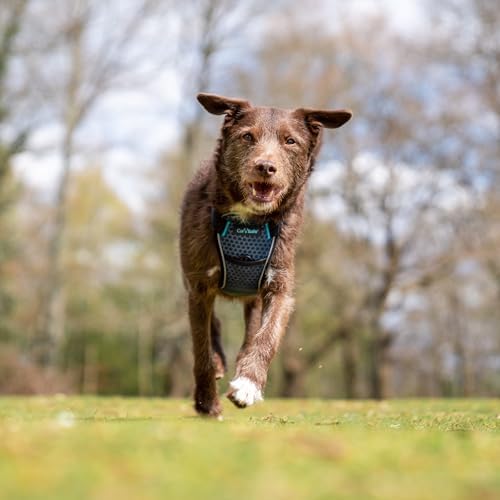 CarSafe Crash Tested Dog Safety Harness | Size S - Image 3