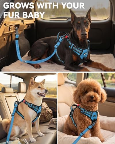 Joytale 3-in-1 Bungee Dog Seat Belt - Image 6