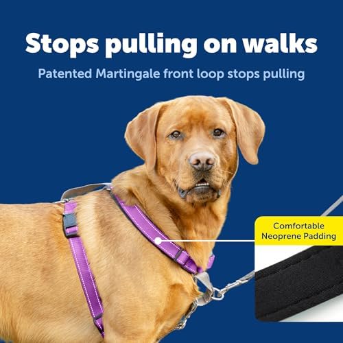 PetSafe Easy Walk 3 in 1 No Pull Dog Harness, Plum Purple - Image 3