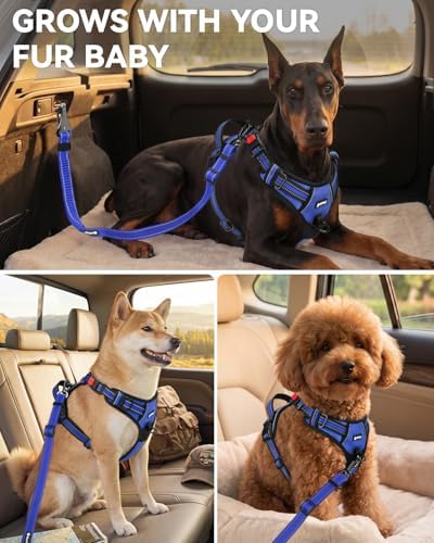 Joytale 3-in-1 Bungee Dog Seat Belt - Image 6