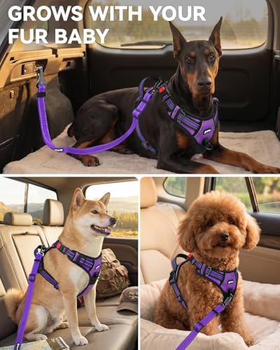 Joytale 3-in-1 Bungee Dog Seat Belt - Image 6