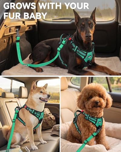 Joytale 3-in-1 Bungee Dog Seat Belt - Image 6