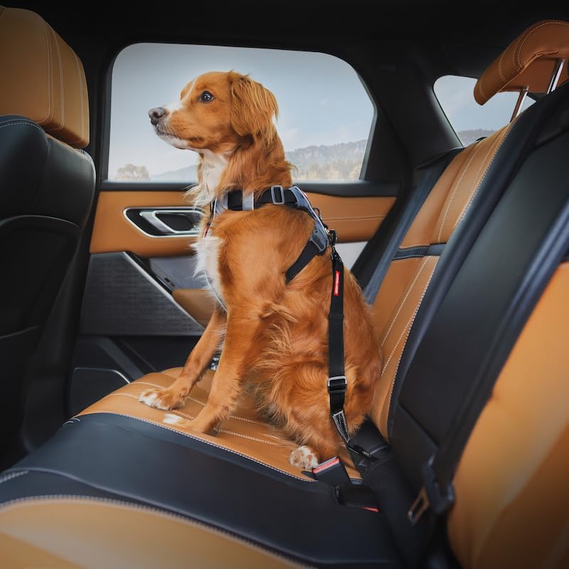 EzyDog Click ISOFIX Standard - Image 2